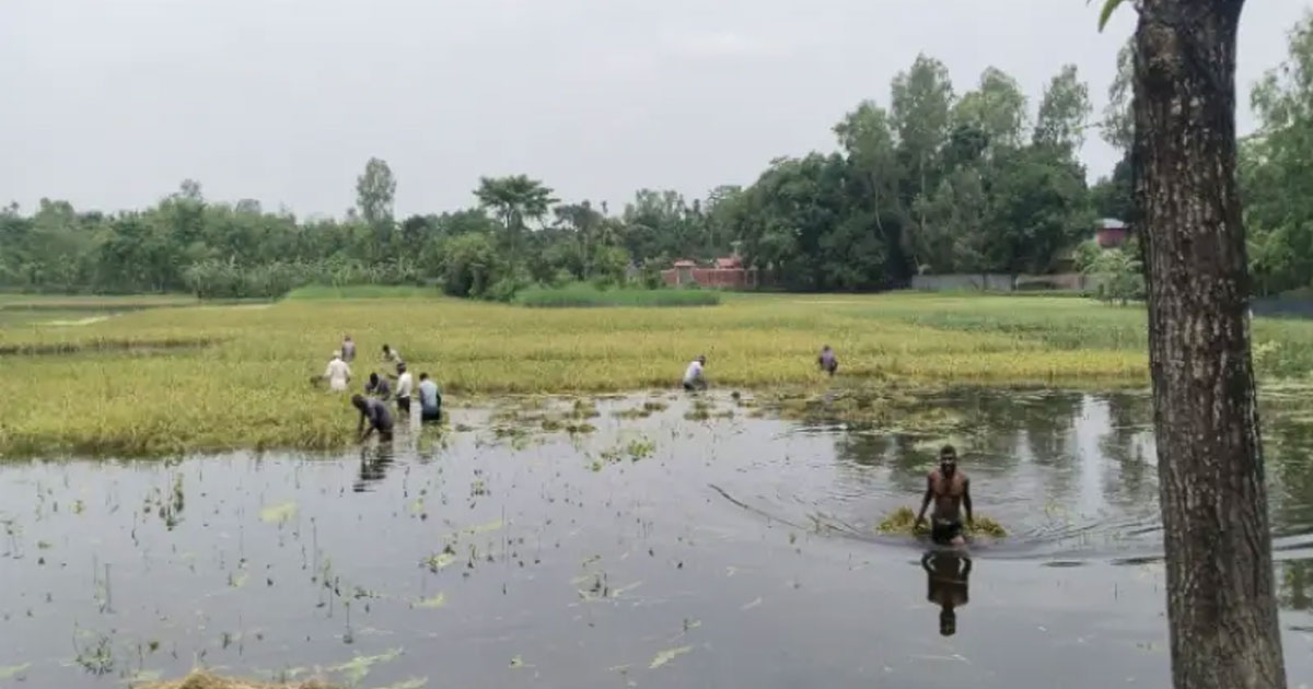 বন্যায় ডুবেছে কুড়িগ্রামের করেক হাজার একর ফসল