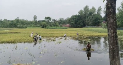 বন্যায় ডুবেছে কুড়িগ্রামের করেক হাজার একর ফসল