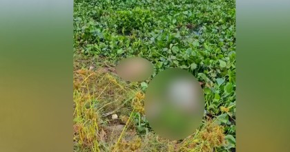 চরে হঠাৎ জোয়ারের পানি, মৃত অবস্থায় ৩৪ গরু উদ্ধার