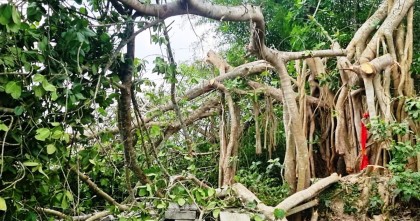শতবছরের বটগাছ কাটা’ নিয়ে ভাইরাল হওয়ায় ভিডিও ভুয়া: তদন্ত রিপোর্ট
