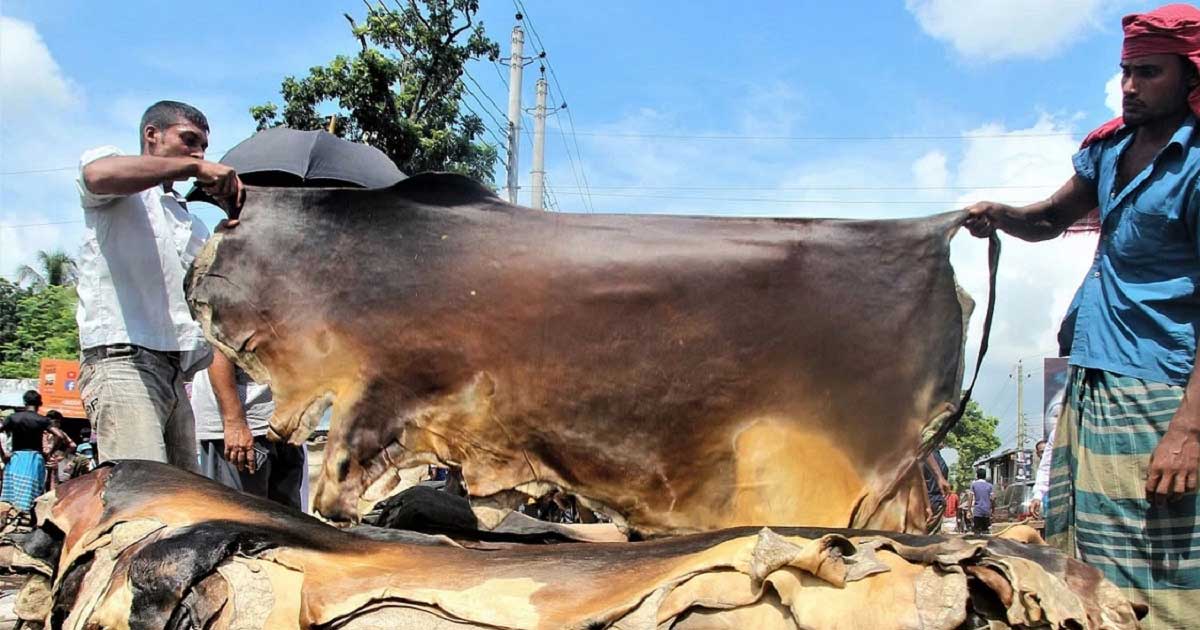 কুরবানির চামড়ার দাম নির্ধারণ করে দিল সরকার