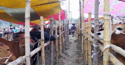 দেশের দ্বিতীয় বৃহত্তম পশুর হাট জমে উঠেছে