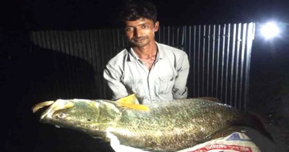 মেঘনার এক কোরাল বিক্রি হলো ২৬ হাজার টাকায়