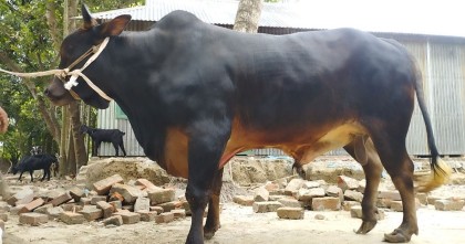 ভূঞাপুরের বিশাল আকৃতির ‘টাইগার বাবু'