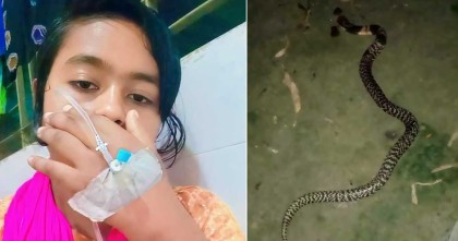 সিরাজগঞ্জ তাড়াশে কামড় দেওয়ার পর সাপকে নিয়ে টিকটক, অতঃপ