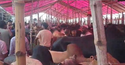 সাভারের আশুলিয়া বাজারে জমে উঠছে ঐহিত্যবাহী কোরবানির পশুর হাট