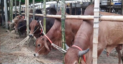 রাজধানীতে প্রস্তুত গাবতলী হাট

