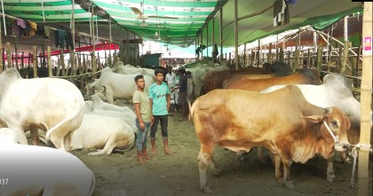 জমতে শুরু করেছে গাবতলীর পশুর হাট