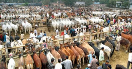 জমতে শুরু করেছে গাবতলির পশুর হাট