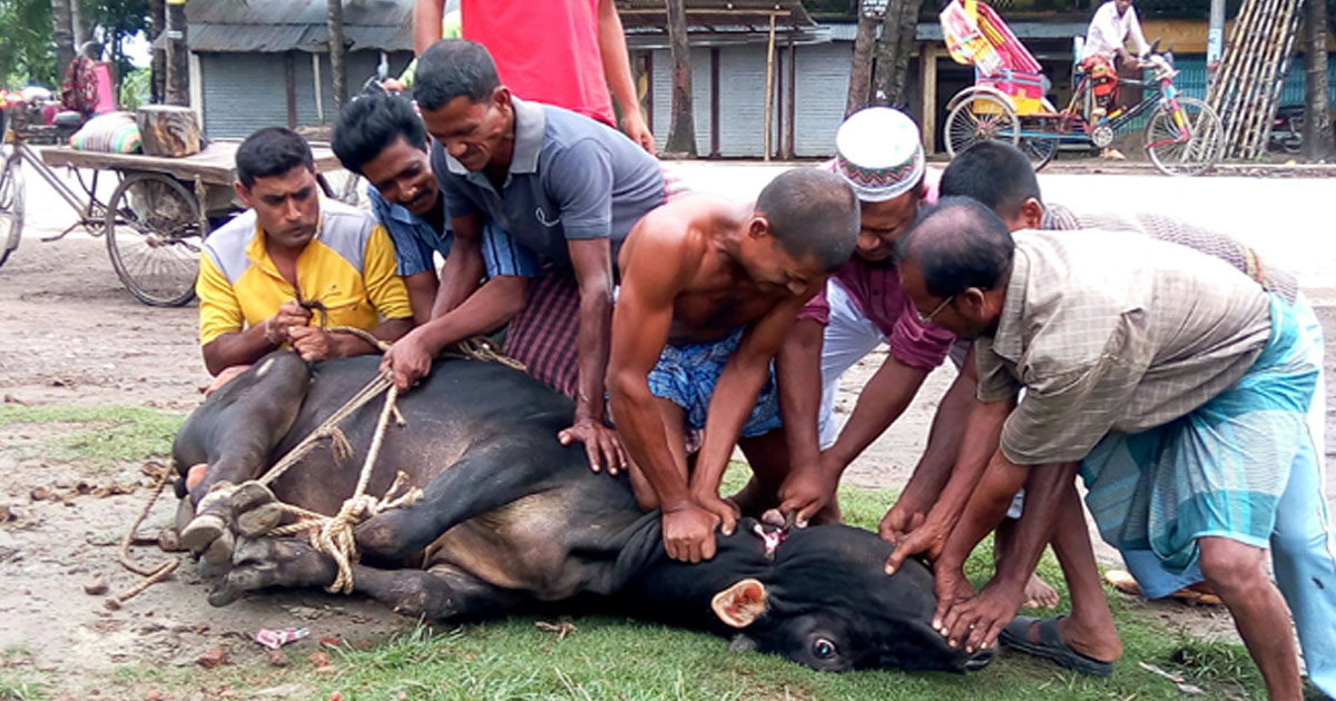অনির্ধারিত স্থানে পশু জবাই থেকে বিরত থাকার আহ্বান মন্ত্রণালয়ের