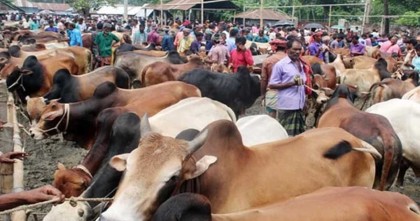 জমে উঠছে রাজধানীর কোরবানির পশুর হাটে বেচাকেনা, চাহিদা বেশি ছোট ও মাঝারি গরুর