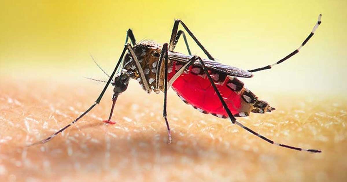 ২৪ ঘন্টায় ডেঙ্গু আক্রান্ত হয়ে ২৬ জন হাসপাতালে ভর্তি