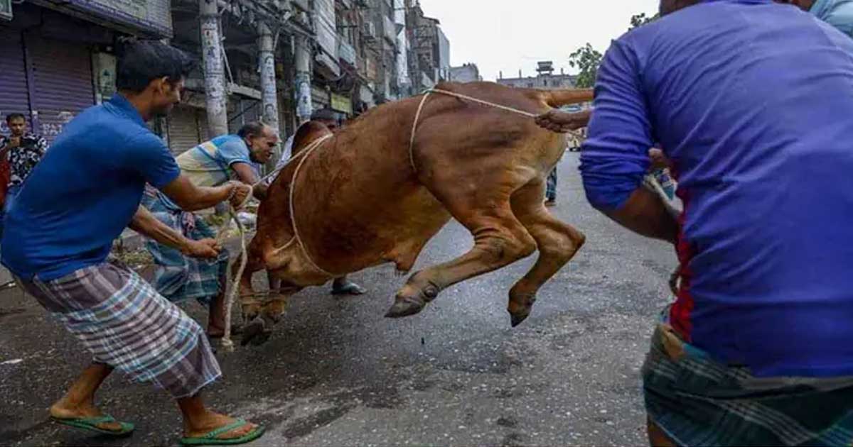 পাড়া-মহল্লায় চলছে পশু কোরবানি