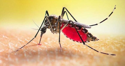 ২৪ ঘন্টায় ডেঙ্গু আক্রান্ত হয়ে ২৬ জন হাসপাতালে ভর্তি