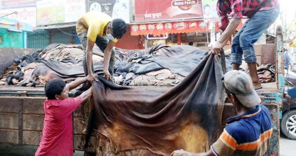 বেঁধে দেওয়া দামে বিক্রি হচ্ছেনা কোরবানির পশুর চামড়া