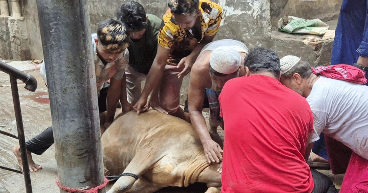 ঈদুল আজহার দ্বিতীয় দিনেও চলছে পশু কোরবানি