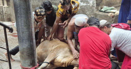 ঈদুল আজহার দ্বিতীয় দিনেও চলছে পশু কোরবানি