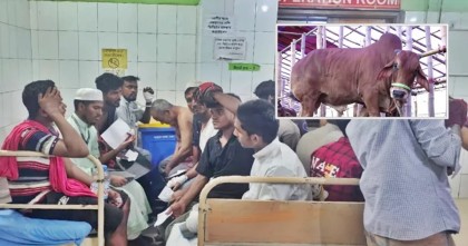কোরবানির মাংস কাটতে গিয়ে আহত ৩৪৪ জন