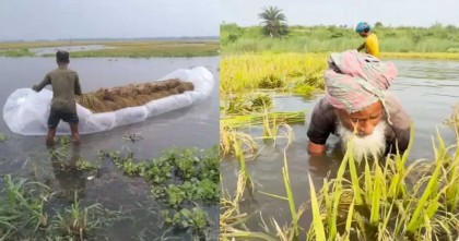 আকস্মিক বর্ষায় তলিয়ে গেছে কৃষকের পাকা ধান