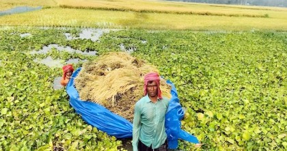 চলনবিলে হঠাৎ বন্যা, পানির নিচে ১১৩ হেক্টর বোরো ধান