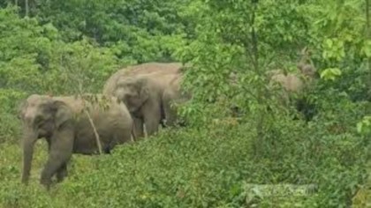 বন্য হাতির আক্রমণে সাতকানিয়ায় তরুণ নিহত