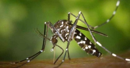 গত ২৪ ঘণ্টায় ডেঙ্গুতে আক্রান্ত ৩১৭