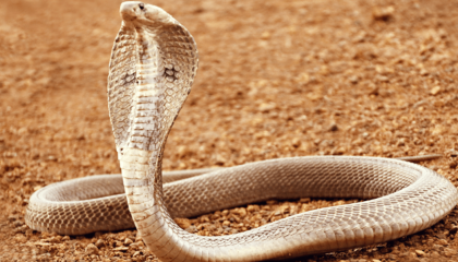 শখের সাপেই মৃত্যু, মনপুরায় গোখরার ছোবলে প্রাণ গেল যুবকের

