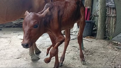গোপালপুরে পাঁচ পা-ওয়ালা বাছুর জন্ম, এলাকাজুড়ে চাঞ্চল্য 
