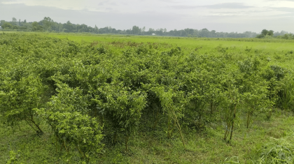 টানা বৃষ্টিতে মানিকগঞ্জে বেড়েছে মরিচের দাম