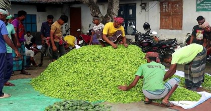 নওগাঁয় সাত দিনের ব্যবধানে কাঁচা মরিচের ডাবল সেঞ্চুরি