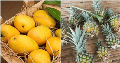 ত্রিপুরার মুখ্যমন্ত্রীকে হাঁড়িভাঙা আম উপহার প্রধান উপদেষ্টার 