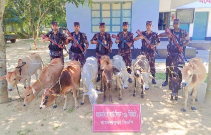 বিজিবির অভিযানে ৯টি গরুসহ সাড়ে ১৩ লাখ টাকার ভারতীয় পণ্য জব্দ