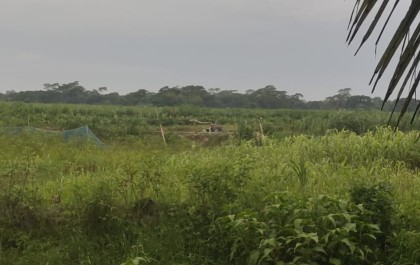 সখিপুরে ফসলি জমির মাটি উত্তোলন: হুমকির মুখে পরিবেশ ও কৃষিজমি