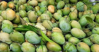 ভারত, পাকিস্তানসহ ৫ দেশের রাষ্ট্র ও সরকারপ্রধানদের কাছে পাঠানো হচ্ছে আম