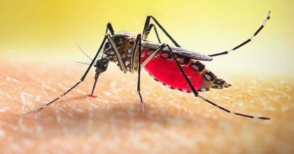 ডেঙ্গুতে আরও ২ জনের মৃত্যু, ভর্তি ৩৩০