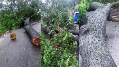 বাঁশখালীতে গাছ কেটে সড়ক অবরোধের অপচেষ্টা, পুলিশের তৎপরতায় ব্যর্থ