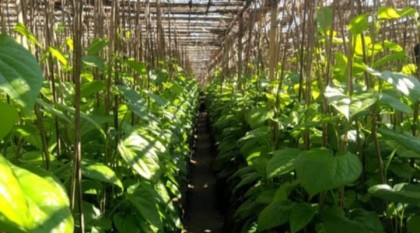 হতাশ চাষিরা কবে মিলবে মহেশখালী মিষ্টি পানের জিআই স্বীকৃতি