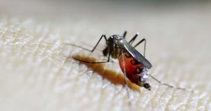 ফের চোখ রাঙাচ্ছে চিকুনগুনিয়া, বিশ্ব স্বাস্থ্য সংস্থার সতর্কতা