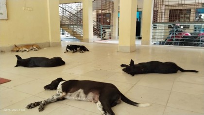 উপজেলা পরিষদে কুকুরের দখল, আতঙ্কে কর্মকর্তা-কর্মচারী ও সেবাগ্রহীতারা