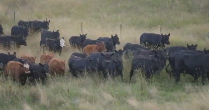 যুক্তরাষ্ট্রের গরুর মাংস আমদানিতে অস্ট্রেলিয়ার নিষেধাজ্ঞা শিথিল
