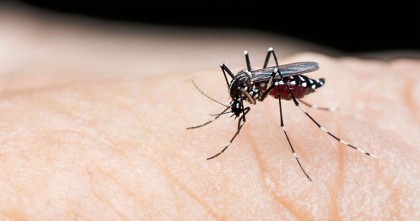 ডেঙ্গুতে আক্রান্ত হয়ে আরও ১৬৪ জন হাসপাতালে ভর্তি