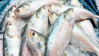 ১১ হাজার টন ইলিশ যাচ্ছে সৌদি আরব