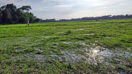 টানা বৃষ্টি ও জোয়ারে তলিয়ে গেছে আমনের বীজতলা