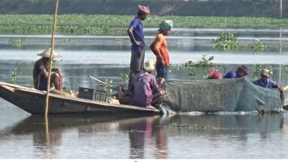 হাওরে অব্যাহত পোনা নিধন, হুমকিতে দেশীয় মাছের অস্তিত্ব

