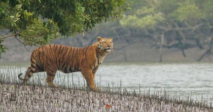 আজ বিশ্ব বাঘ দিবস