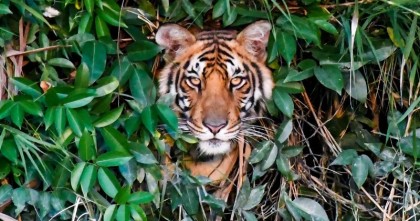 সুন্দরবনে ২৫ বছরে বাঘের আক্রমণে প্রাণ গেল ৪২৫ জনের, বাঘ বেড়েছে ১০ শতাংশ

