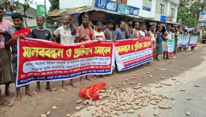 নওগাঁয় রাস্তায় আলু ফেলে ন্যায্য মূল্যের দাবিতে কৃষকদের প্রতিবাদ