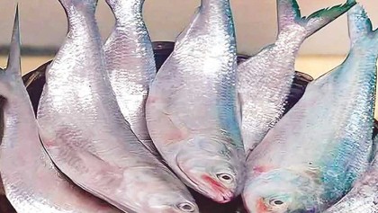 দুর্গাপূজায় ইলিশ চেয়ে বাংলাদেশকে পশ্চিমবঙ্গের ব্যবসায়ীদের চিঠি