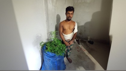 কুমিল্লায় একাধিক গাঁজা গাছসহ মাদক ব্যবসায়ী আটক