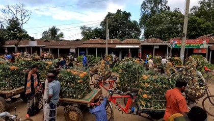 মধুপুরে ভরা মৌসুমে আনারসের রমরমা বাজার, চাষিদের মুখে হাসি

